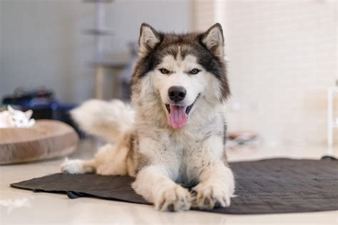 Premium Photo | A cute siberian husky dog smiling with happiness