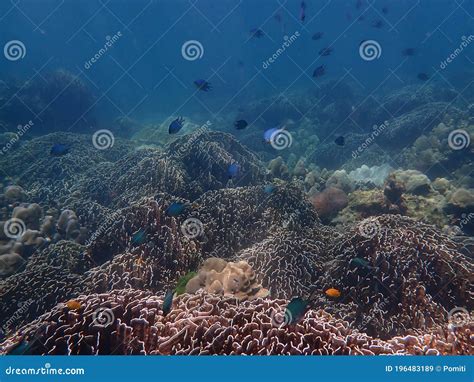 Coral Reef With Fish At Lipe Island Andaman Sea Indian Ocean