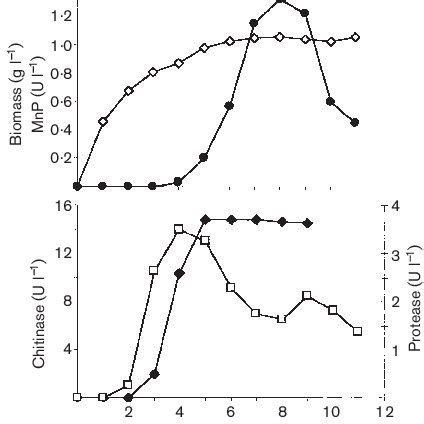 Enzyme and biomass production in a culture of P. chrysosporium. The... | Download High ...