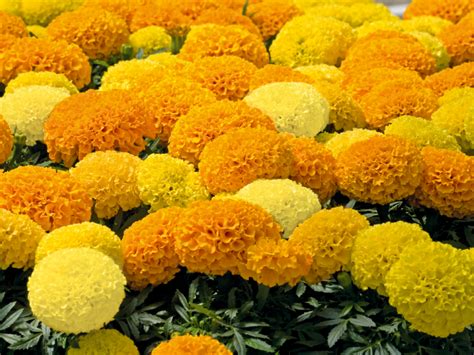 Discovery F1 Marigold Seeds Available Online In Pakistan Baghpk