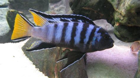 Pseudotropheus Mpanga African Cichlid Aquarium Cichlid Aquarium