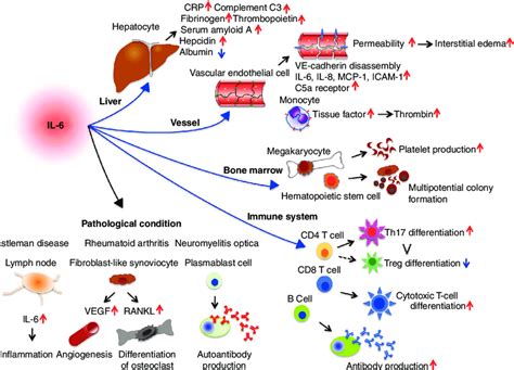 Pleiotropic Effect Of Interleukin Il A Cytokine Featuring