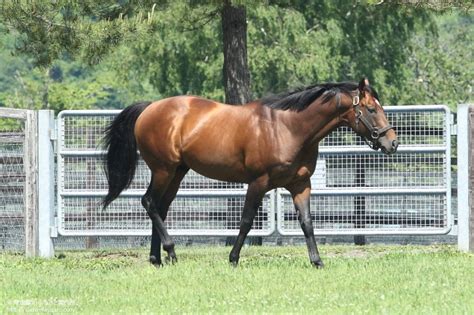 デクラレーションオブウォーの本邦初年度産駒が中央･地方で初勝利 馬産地ニュース 競走馬のふるさと案内所