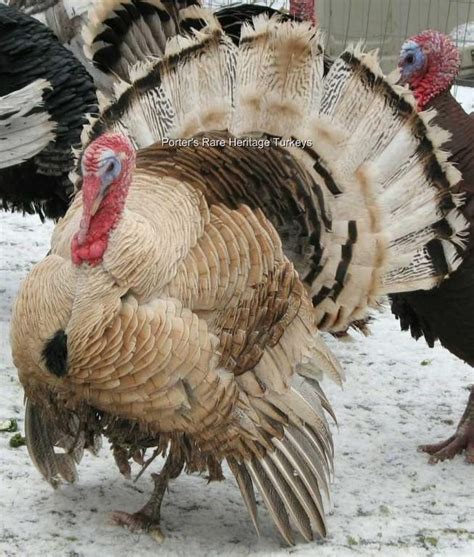 Porter S Rare Heritage Turkeys In 2022 Turkey Breeds Turkey Bird