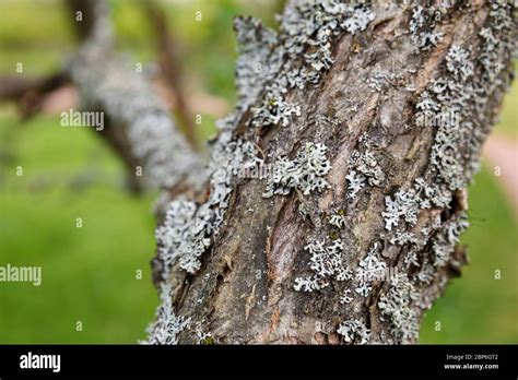 Trunk Of An Old Apple Tree With Damaged Lichen Covered Bark Stock Photo