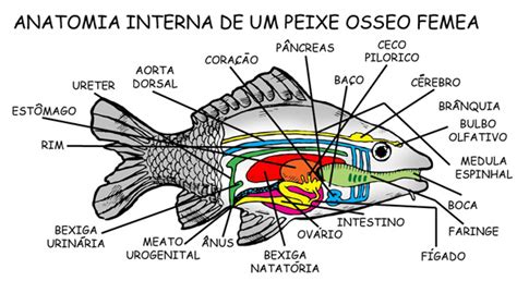 A EvoluÇÃo Dos Peixes Anatomia Interna