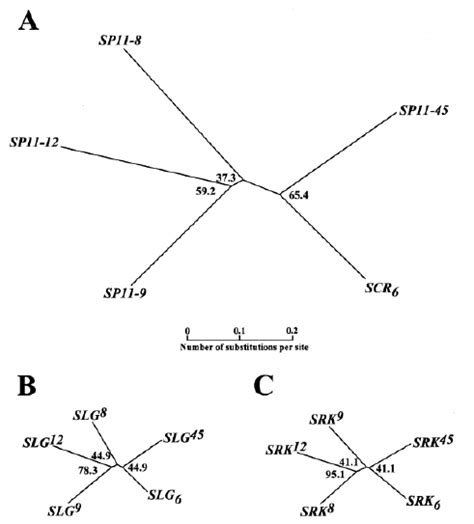 Neighbor Joining Phylogenetic Tree Of Sp Scr A Slg B And Srk