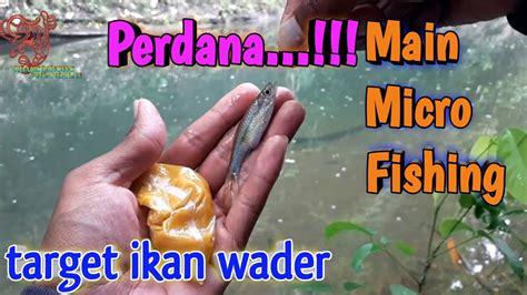 Perdana Mancing Ikan Wader Di Sungai Sensasinya Asik Juga Mas