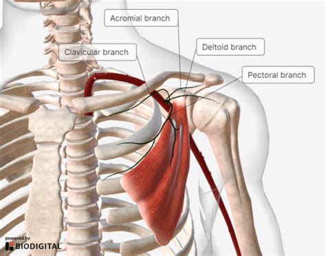 The Thoracoacromial Artery - Course - Supply - TeachMeAnatomy