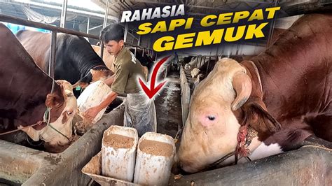 Simpel Tapi Cepat Gemuk Rahasia Racikan Pakan Sapi Comboran Di