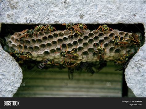 Wasp Nest Inside Wall Image And Photo Free Trial Bigstock