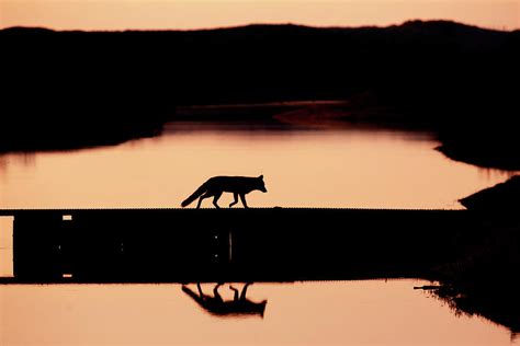 Foxy Nights - Red Fox Silhouette Photograph by Roeselien Raimond