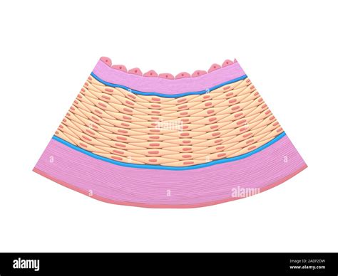 Artery wall anatomy. Illustration of the layers of the wall of an artery. Arteries are thick ...