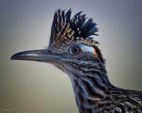 Feather Tailed Stories: Greater Roadrunner