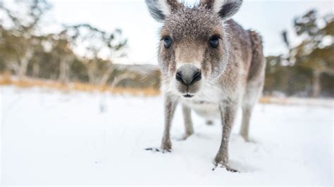 Photo tip of the week: 5 tips for epic Australian wildlife photography ...