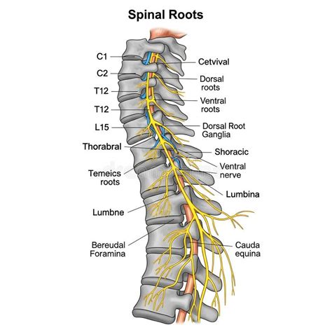 anatomical illustration  spinal roots  nerves stock illustration