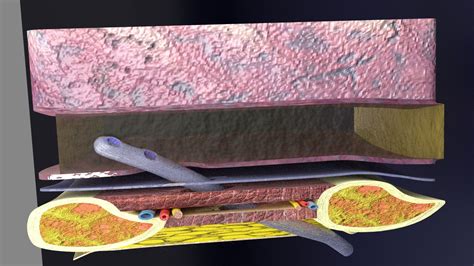 Artstation 3d Thoracic Thorax Procedures Animated Resources