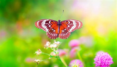 Encuentro Elegante Con Una Mariposa Monarca Descansando Sobre Una