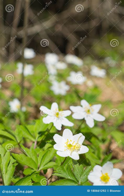 Early Spring Flowering Wood Anemone Anemone Nemorosa Vertical Stock