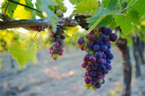 Tuscany Hills Vineyards, Italy Stock Image - Image of parallel, italy ...