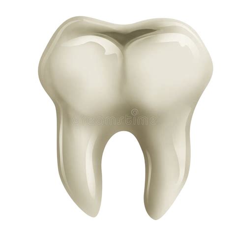 Molar Tooth Stock Illustration Illustration Of Decay