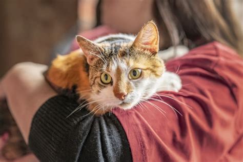 Conoce El Profundo Significado De Que Aparezca Un Gato En Tu Casa