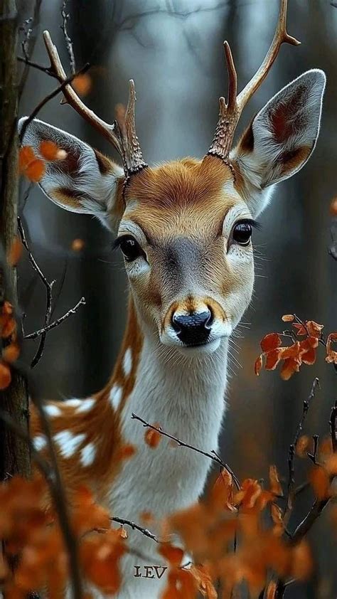 Pin By Sandra On Autumn Scenery In Deer Photography Scary