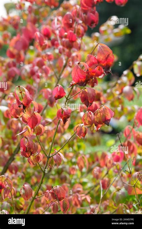 Euonymus Alatus Winged Spindle Winged Euonymus Burning Bush Deciduous Shrub Leaves Oval