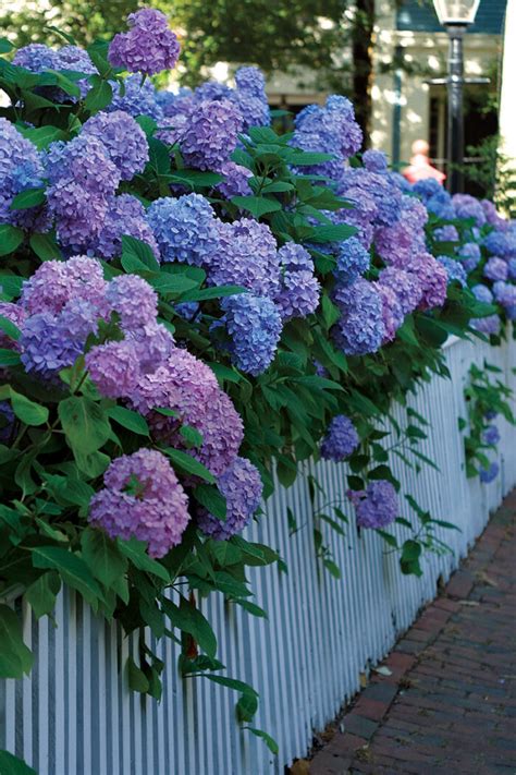 How to Get Big Flowers from Bigleaf Hydrangeas - Fine Gardening