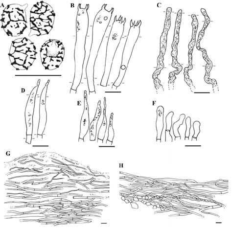 Lactarius Subindigo A Spores B Basidia C Pseudocystidia D