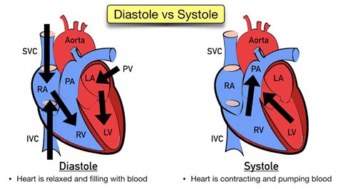 ECG Waveform Explained: EKG Labeled Diagrams And Components, 43% OFF