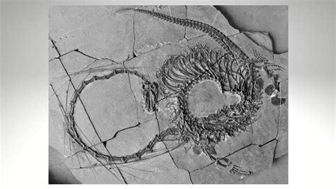 Scientists Unveil 240 Million Year Old ‘dragon Fossil Krdo