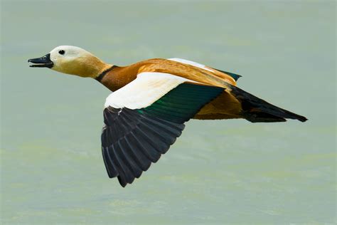 Ruddy Shelduck Shanghai Birding 上海观鸟