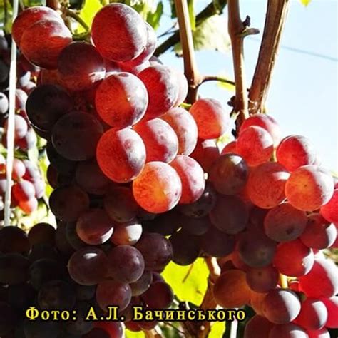 Виноград Батьківщина: опис сорту, фото | Vinograd-Loza