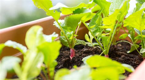 Consejos Para Cultivar R Banos En Macetas O Contenedores