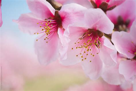 "Detail Of Nectarine Flower" by Stocksy Contributor "CACTUS Creative Studio" - Stocksy