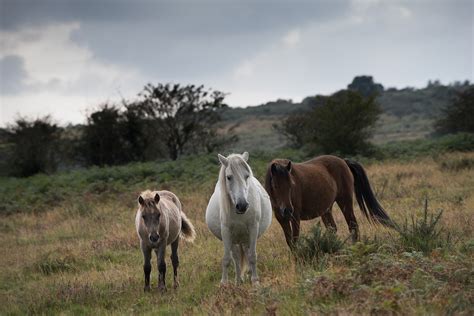 Dartmoor Ponies on Behance