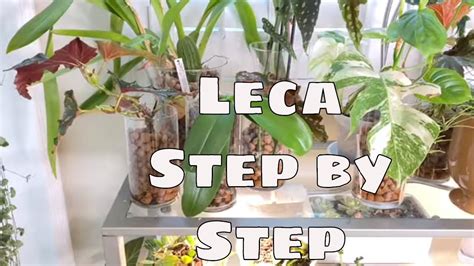 Growing In Leca Series Pt 1 Step By Step Grow Plants In Leca Philodendron Hoya Orchid