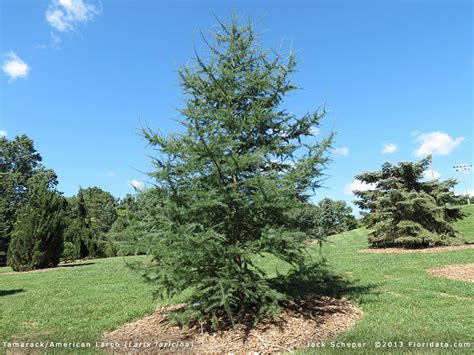 Eastern Larch Jardin Scullion