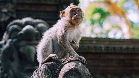 Ubud Monkey Forest Shipped Away