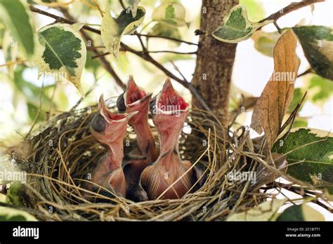 Red Whiskered Bulbul Chicks Pycnonotus Jocosus Stock Photo Alamy