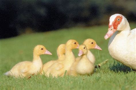 Animales Domesticos