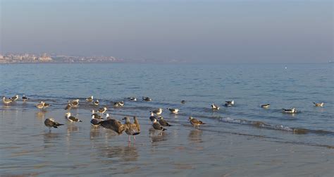 Seagulls At The Beach Cascais Portugal Pedro Ribeiro Sim Es Flickr