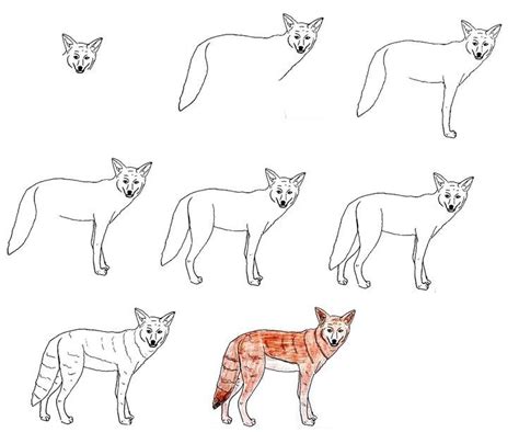 8 Simple Steps To Create A Cute Coyote Drawing How To Draw A Coyote