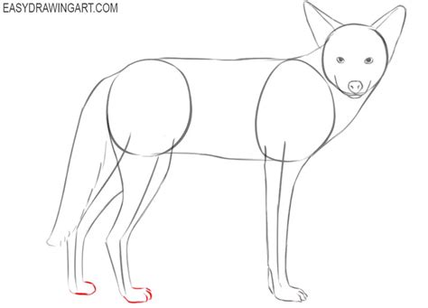 How To Draw A Coyote Easy Drawing Art