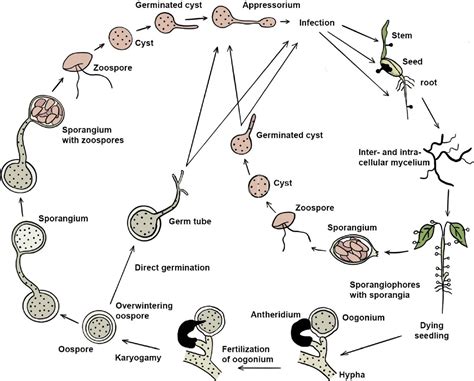 Damping off y podredumbre de raíces en soja Pythium spp Herbario