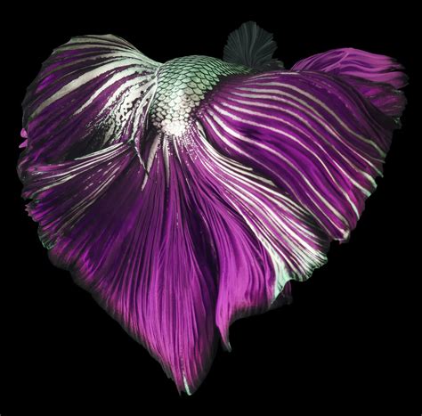 Beautiful Movement Of Purple Betta Fancy Halfmoon Betta The Moving