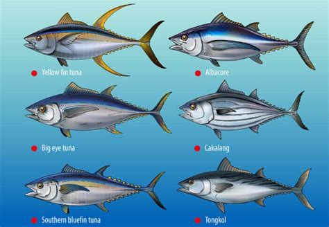 4 Differences Between Albacore And Tuna You Should Know