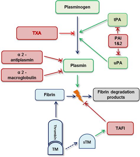 Fibrinolysis And Bleeding Of Unknown Cause Mehic 2021 Research