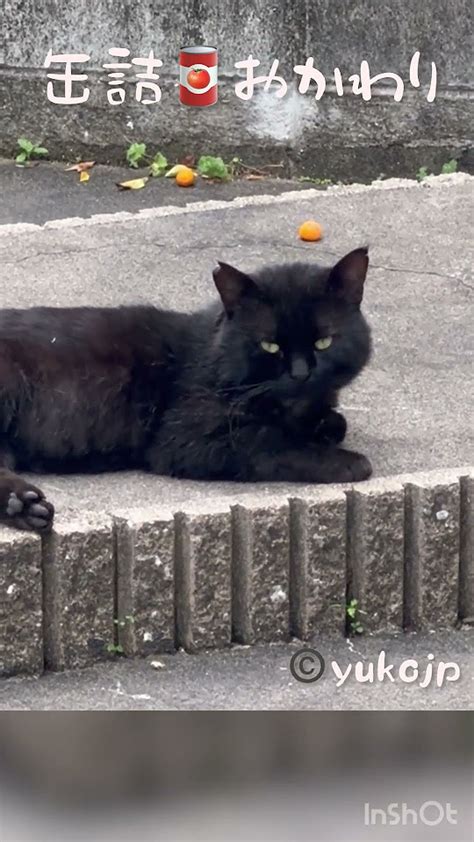 おかわりを待つ 野良猫やまと君 Cat Straycat 猫 野良猫ちゃん 野良猫 Straypet ねこ ネコ 地域猫